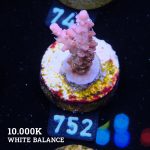 Acropora 'Confetti'