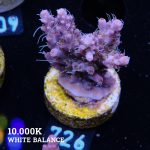 Acropora 'Confetti'