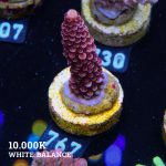 Acropora 'Fluo Bicolor II'