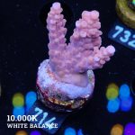 Acropora Rosaria