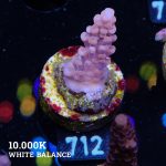 Acropora Rosaria