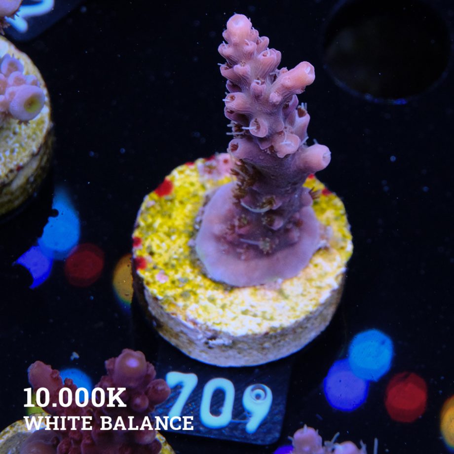 Acropora 'Confetti'