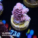 Acropora Tenuis 'Pink'