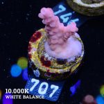 Acropora Rosaria
