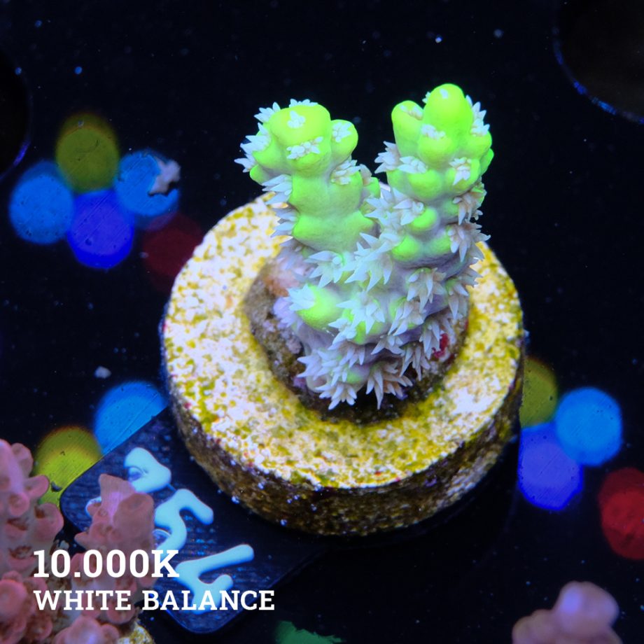 Acropora 'Green Tip & Whipe Polyp Aussi'