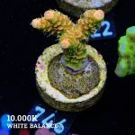 Acropora Millepora 'Solar Flare'