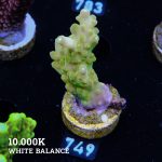 Acropora 'Greenish Jawdropper'
