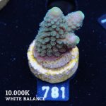 Acropora Gimmifera Fiji