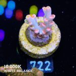 Acropora 'Flaming Sunrise'