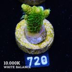 Acropora Millepora 'Solar Flare'