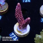Acropora 'Fluo Bicolor II'