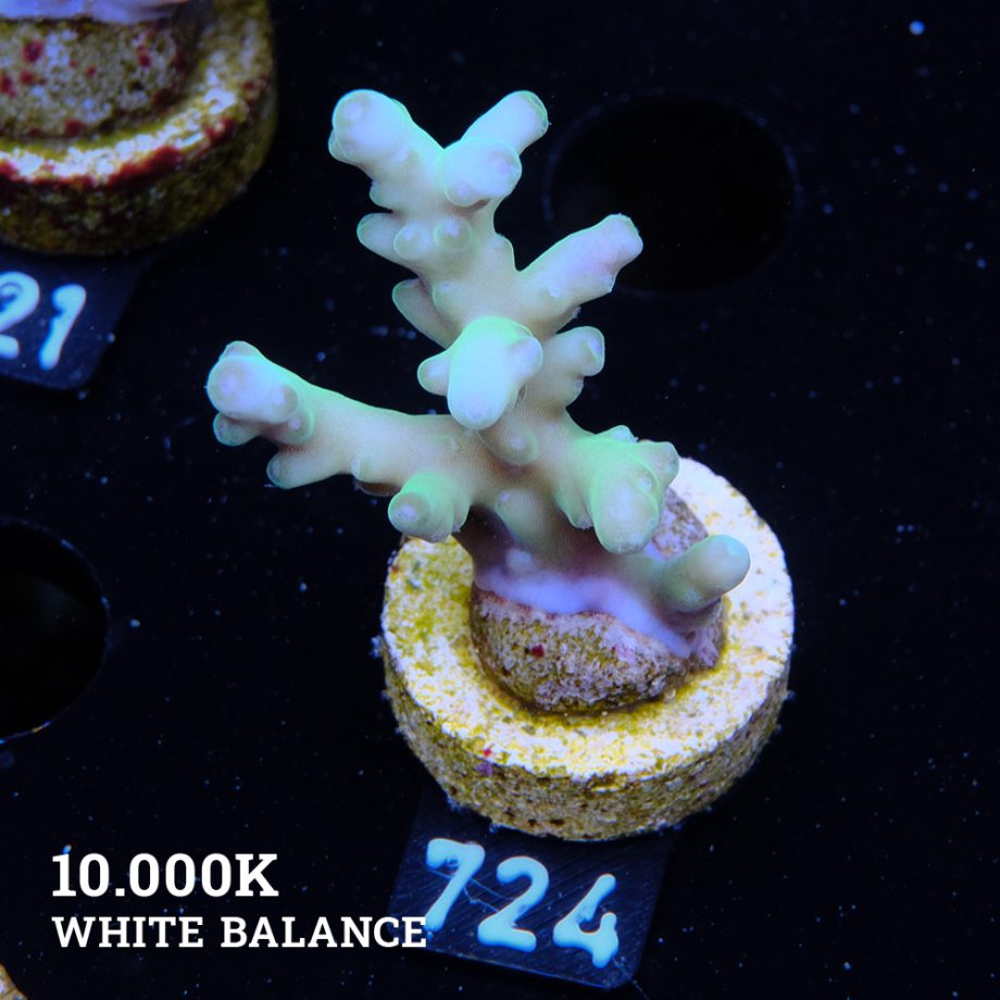 Acropora Granulosa 'Fiji'