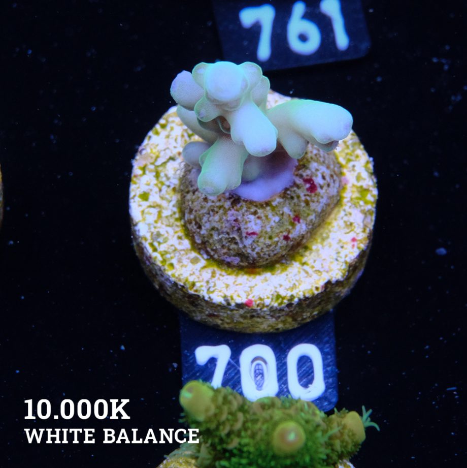 Acropora Granulosa 'Fiji'