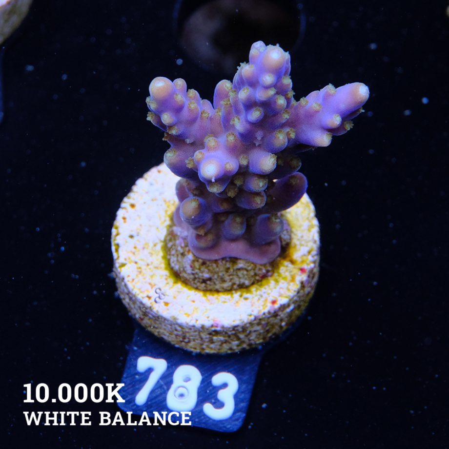 Acropora Valida