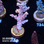 Acropora 'Flaming Sunrise'