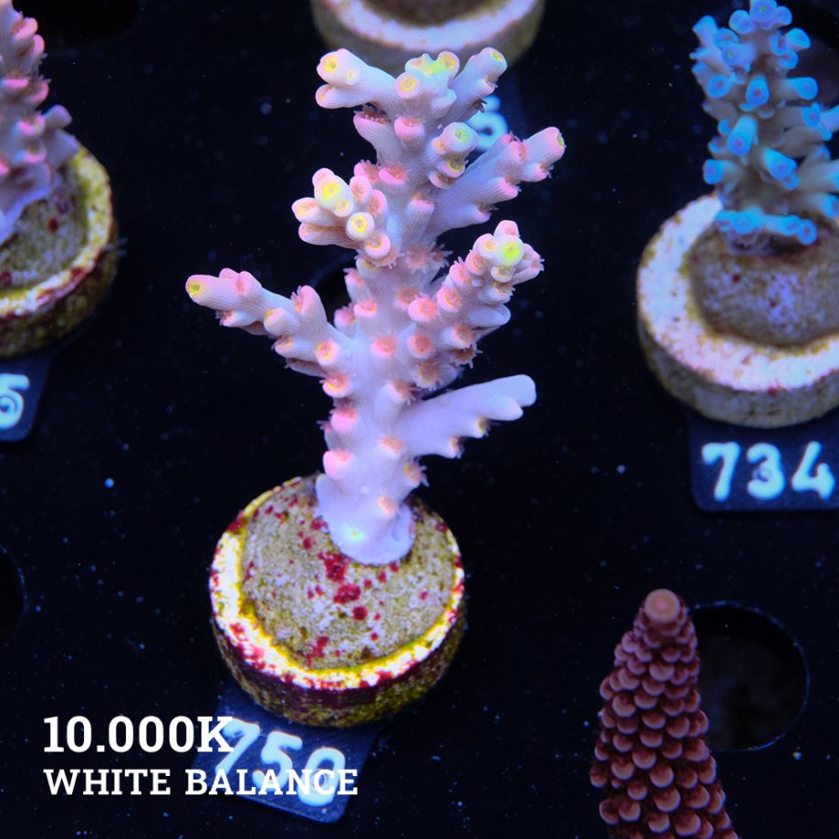 Acropora 'Flaming Sunrise'