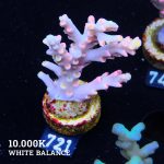 Acropora 'Flaming Sunrise'