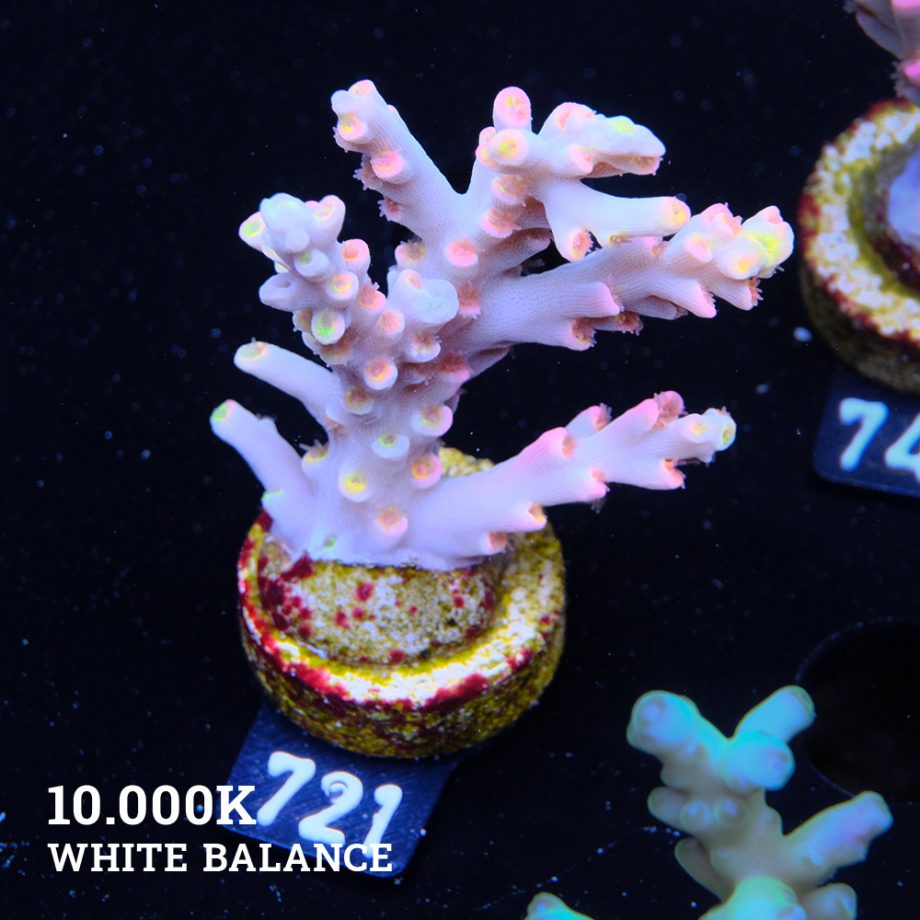 Acropora 'Flaming Sunrise'