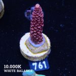 Acropora 'Fluo Bicolor II'