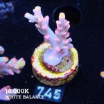 Acropora 'Flaming Sunrise'
