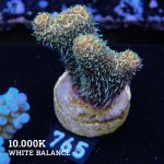 Acropora Millepora