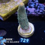 Acropora Millepora