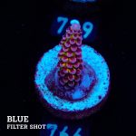 Acropora 'Fluo Bicolor II'