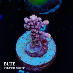 Acropora 'Confetti'