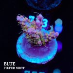 Acropora 'Confetti'