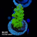 Acropora Granulosa 'Fiji Green'