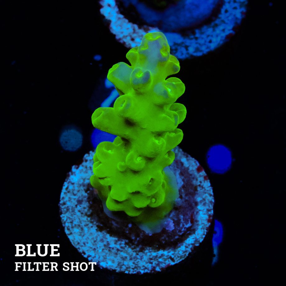 Acropora Granulosa 'Fiji Green'