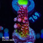 Acropora 'Fluo Bicolor II'