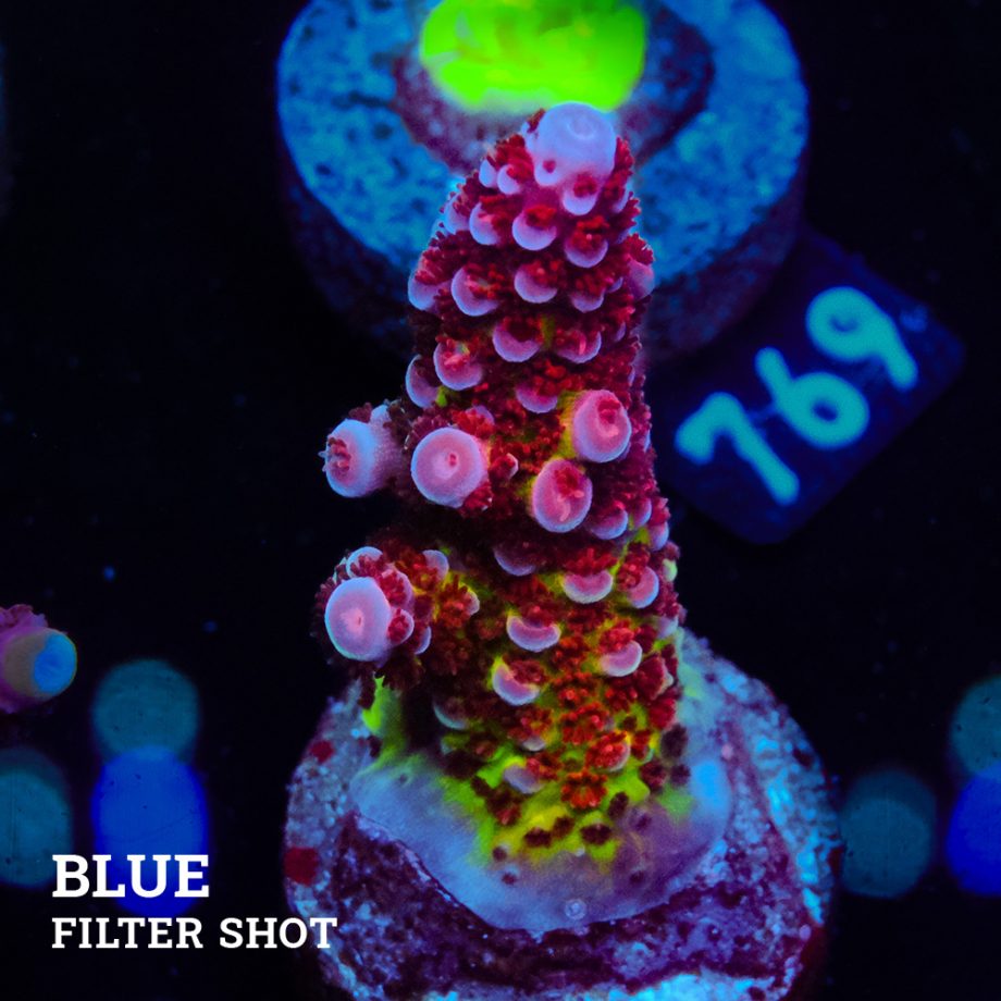 Acropora 'Fluo Bicolor II'