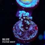 Acropora Carduus 'Tricolor'