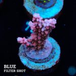 Acropora 'Confetti'