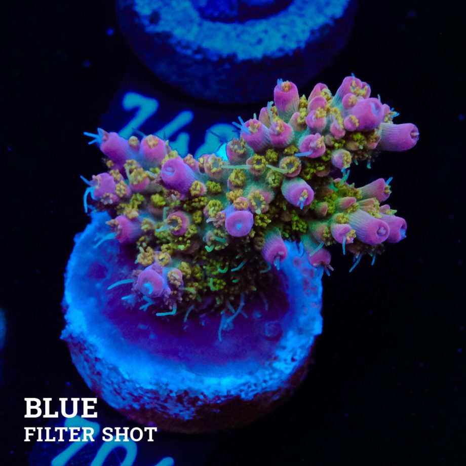 Acropora 'Confetti