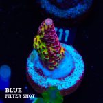 Acropora 'Fluo Bicolor II'