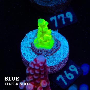 Acropora Batunai S