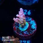 Acropora 'Confetti'