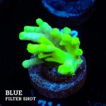 TK Green Aculeus