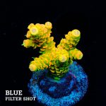 Acropora Millepora 'Solar Flare'