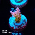 Acropora 'Confetti'