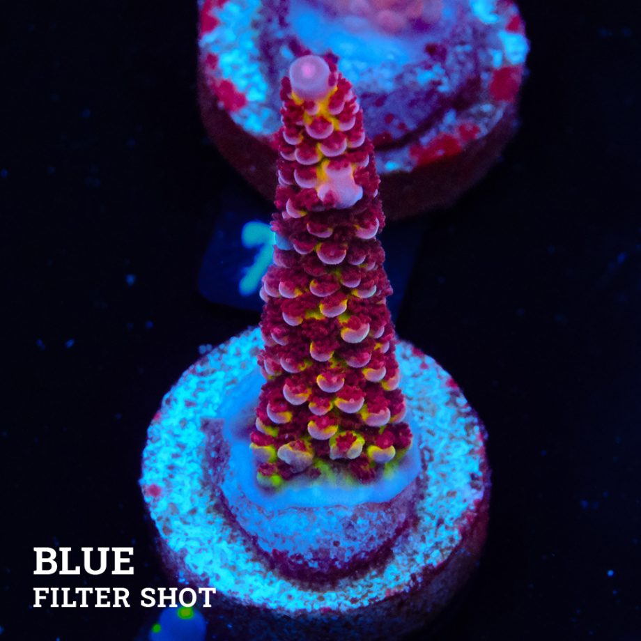 Acropora 'Fluo Bicolor II'