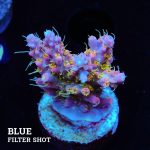 Acropora 'Confetti'