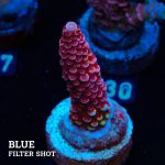 Acropora 'Fluo Bicolor II'