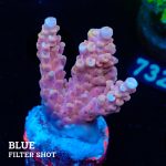 Acropora Rosaria