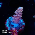 Acropora Rosaria