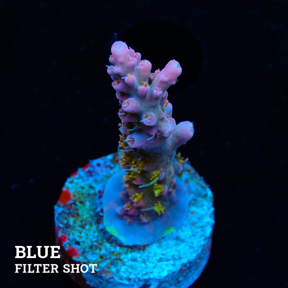 Acropora 'Confetti'