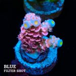 Acropora Tenuis 'Pink'