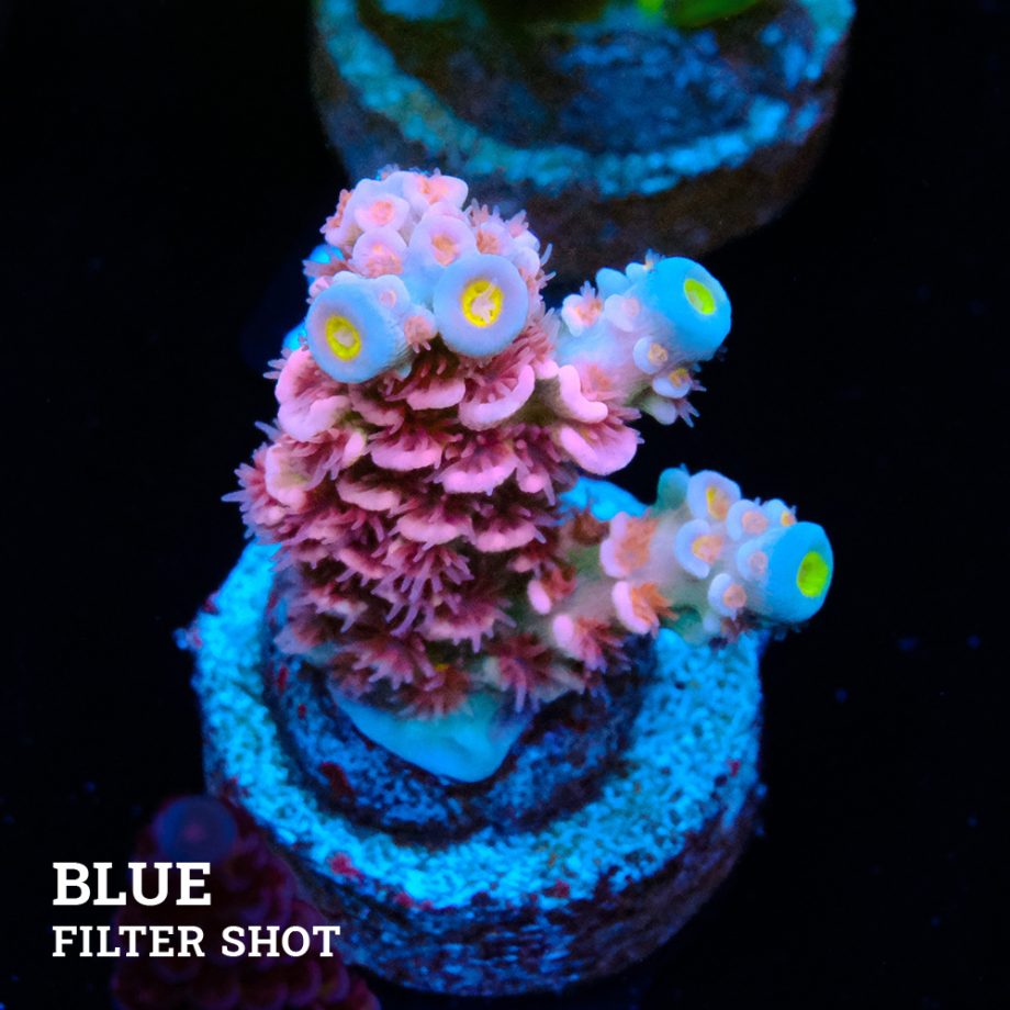 Acropora Tenuis 'Pink'